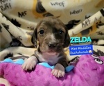 Small Photo #18 Dachshund Puppy For Sale in WALLACE, CA, USA