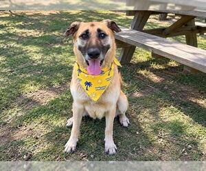ALBA - Female German Shepherd Dog Dog for Adoption - Photo #3