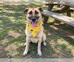 Small Photo #3 German Shepherd Dog Puppy For Sale in Orange, CA, USA