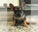 Small Photo #9 French Bulldog Puppy For Sale in PEMBROKE, KY, USA