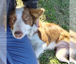 Mother of the Border Collie puppies born on 01/30/2026