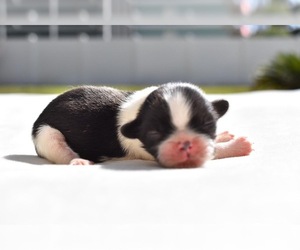 Shih Tzu Puppy for sale in PALM COAST, FL, USA