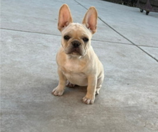 Medium Photo #1 French Bulldog Puppy For Sale in BALDWIN PARK, CA, USA