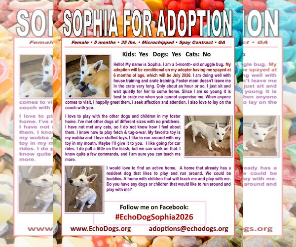Medium Photo #2 - Mix Puppy For Sale in Hoffman Estates, IL, USA