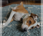 Small Photo #3 Mutt Puppy For Sale in Aurora, CO, USA