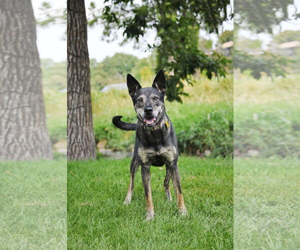 Medium Photo #16 German Shepherd Dog-Unknown Mix Puppy For Sale in Sandy, UT, USA