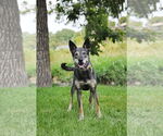 Small #15 German Shepherd Dog Mix