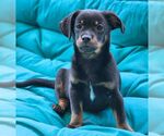 Small #2 Chiweenie