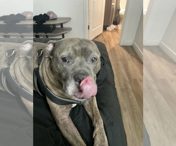 Medium Photo #3 American Staffordshire Terrier-Unknown Mix Puppy For Sale in phoenix, AZ, USA