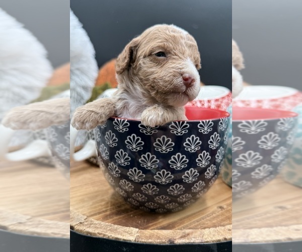 Medium Photo #2 Golden Cavadoodle Puppy For Sale in HAYDEN, AL, USA