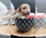 Small #1 Golden Cavadoodle