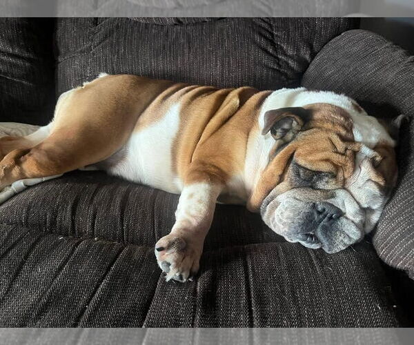 Medium Photo #2 Bulldog Puppy For Sale in Brights Grove, Ontario, Canada