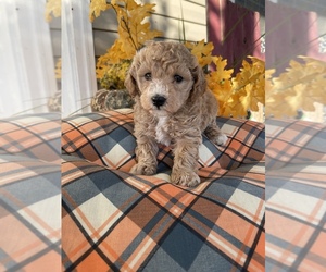Poochon Puppy for sale in PRINCETON, KY, USA