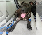 Small #10 American Pit Bull Terrier Mix