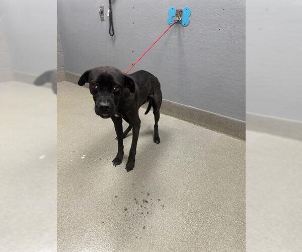 Medium Photo #1 Labrador Retriever-Unknown Mix Puppy For Sale in Las Vegas, NV, USA