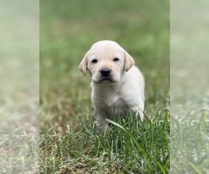 Labrador Retriever Puppy for sale in SIOUX CENTER, IA, USA