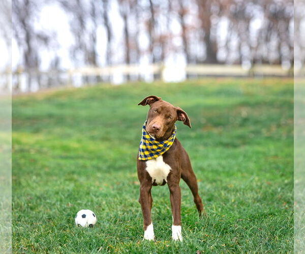 Medium Photo #2 Labrador Retriever-Unknown Mix Puppy For Sale in Unionville, PA, USA