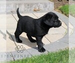 Small #3 Labrador Retriever
