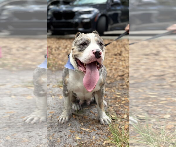 Medium Photo #1 American Bulldog-Unknown Mix Puppy For Sale in Miami, FL, USA