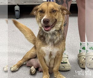 Australian Shepherd-Pembroke Welsh Corgi Mix Dogs for adoption in Washington, DC, USA