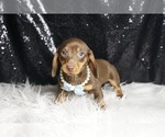 Small #6 Dachshund