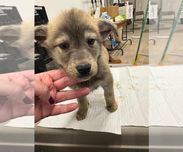 Medium Photo #1 Siberian Husky-Unknown Mix Puppy For Sale in Calgary, Alberta, Canada