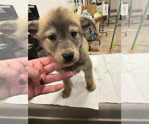 Siberian Husky-Unknown Mix Dogs for adoption in Calgary, Alberta, Canada