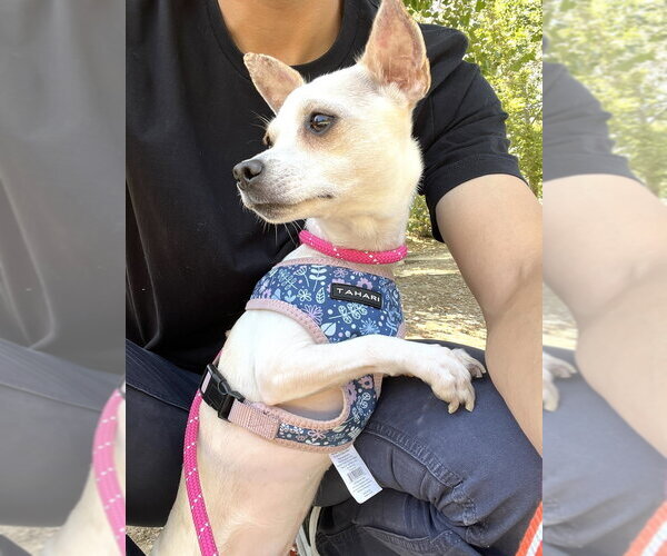 Medium Photo #2 Chihuahua-Unknown Mix Puppy For Sale in Studio City, CA, USA
