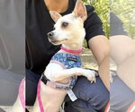 Small #1 Chihuahua Mix