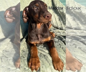 Medium Doberman Pinscher