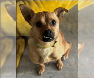 Chug Dogs for adoption in Cranston, RI, USA