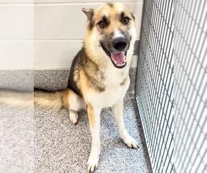 German Shepherd Dog Dogs for adoption in Houston, TX, USA