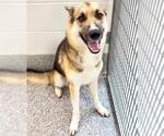 Small German Shepherd Dog