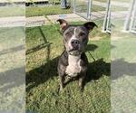 Small #1 American Pit Bull Terrier Mix