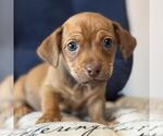 Small Chiweenie