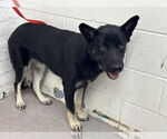 Small German Shepherd Dog Mix