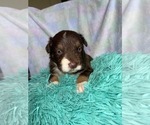 Small Photo #2 Australian Shepherd Puppy For Sale in MUNFORDVILLE, KY, USA
