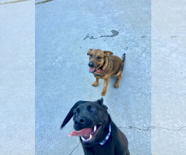 Medium Photo #4 Labrador Retriever-Unknown Mix Puppy For Sale in San Diego, CA, USA