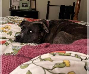 Jasmine - Female Mutt Dog for Adoption - Photo #6