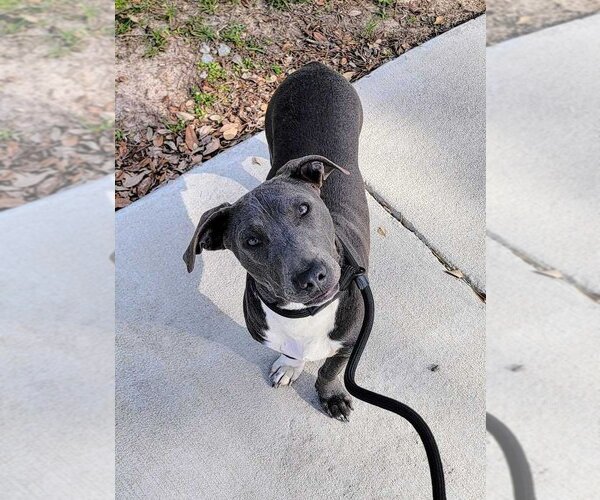 Medium Photo #10 Mutt Puppy For Sale in Abbeville, LA, USA