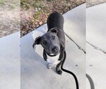 Small #9 Mutt