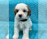 Small Photo #5 Cavapoo Puppy For Sale in BULLARD, TX, USA