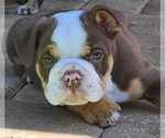 Small Photo #2 English Bulldog Puppy For Sale in GULF BREEZE, FL, USA