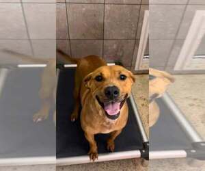 Labrador Retriever-Unknown Mix Dogs for adoption in Sterling, MA, USA
