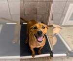 Small Labrador Retriever Mix