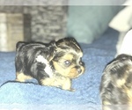 Small Photo #6 Yorkshire Terrier Puppy For Sale in STKN, CA, USA