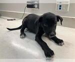 Small American Pit Bull Terrier-Labrador Retriever Mix