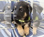 Small #1 German Shepherd Dog