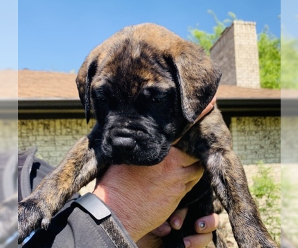 Medium Photo #2 Bullmastiff Puppy For Sale in BELLVILLE, TX, USA