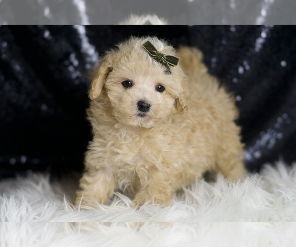 Medium Photo #4 Maltipoo Puppy For Sale in WARSAW, IN, USA